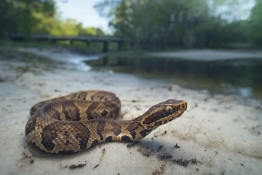 A cottonmouth snake (Agkistrodon piscivorus)