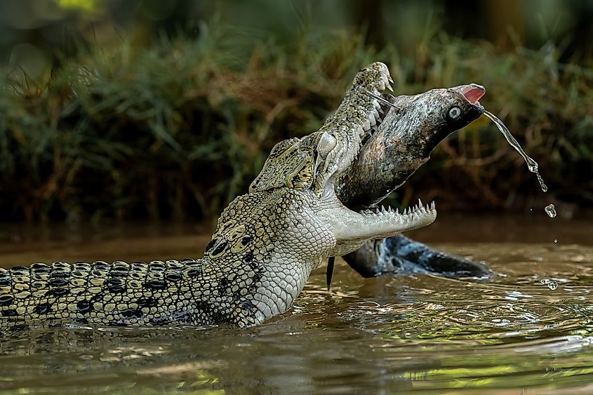 A saltwater crocodile catching a fish