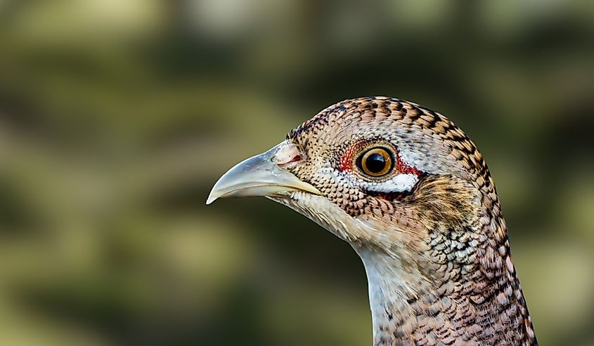 The Gunnison grouse, Gunnison sage-grouse or lesser sage-grouse (Centrocercus minimus) is a species of grouse endemic to the United States.