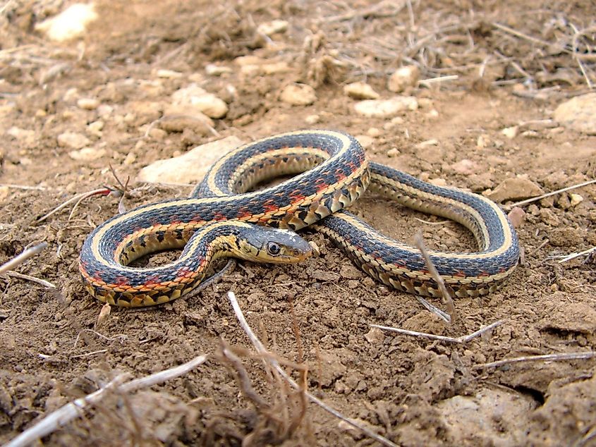 A red-sided garter snake, one of the few snakes found in the taiga.
