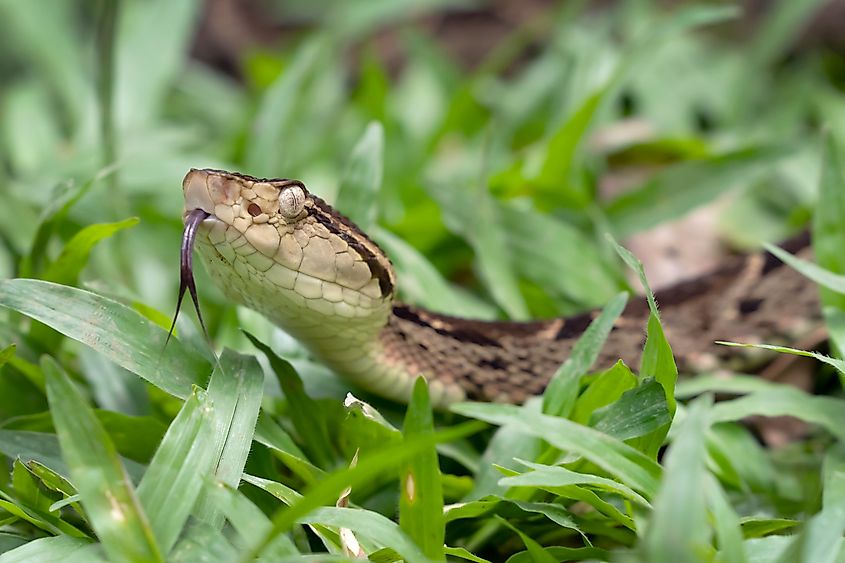 A Fer-de-lance snake crawling in grass