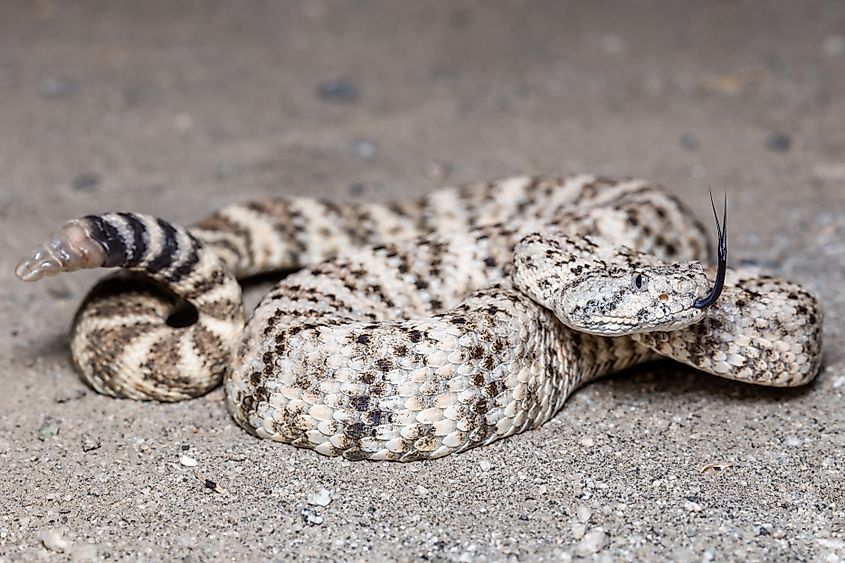 A speckled rattlesnake (Crotalus pyrrhus)