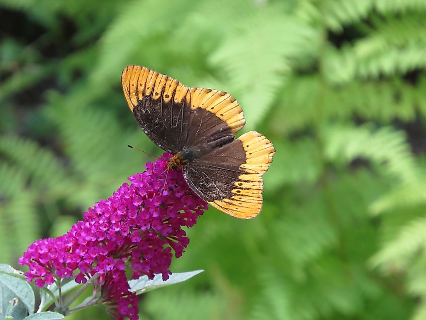 A Diana fritillary (Speyeria diana)