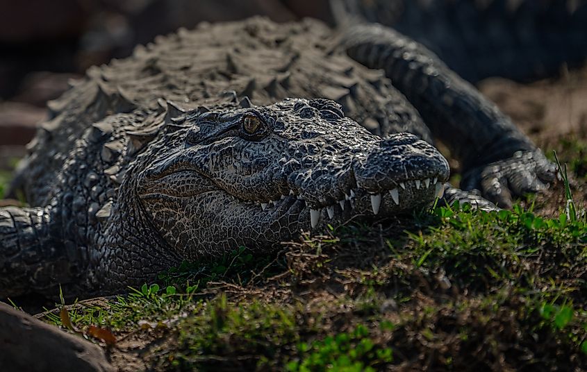 A mugger crocodile (Crocodylus palustris)