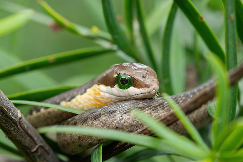 A Boomslang snake (Dispholidus typus)
