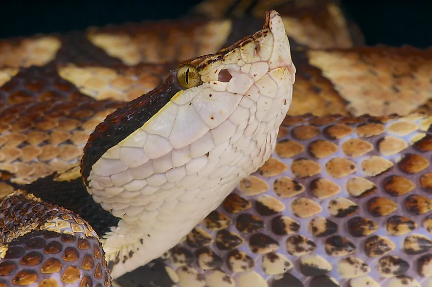 A sharp-nosed viper (Deinagkistrodon acutus)