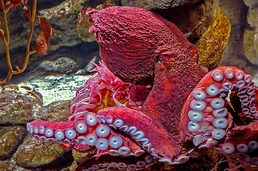 A giant Pacific octopus (Enteroctopus dofleini)