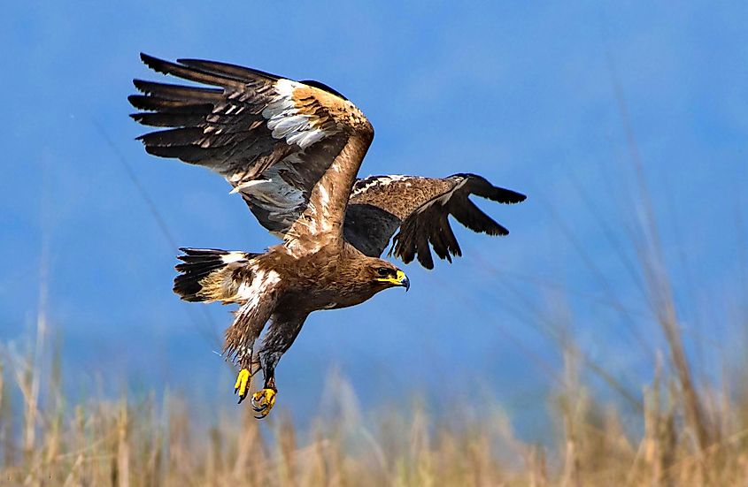 A steppe eagle, a large brown bird of prey, standing on open ground.