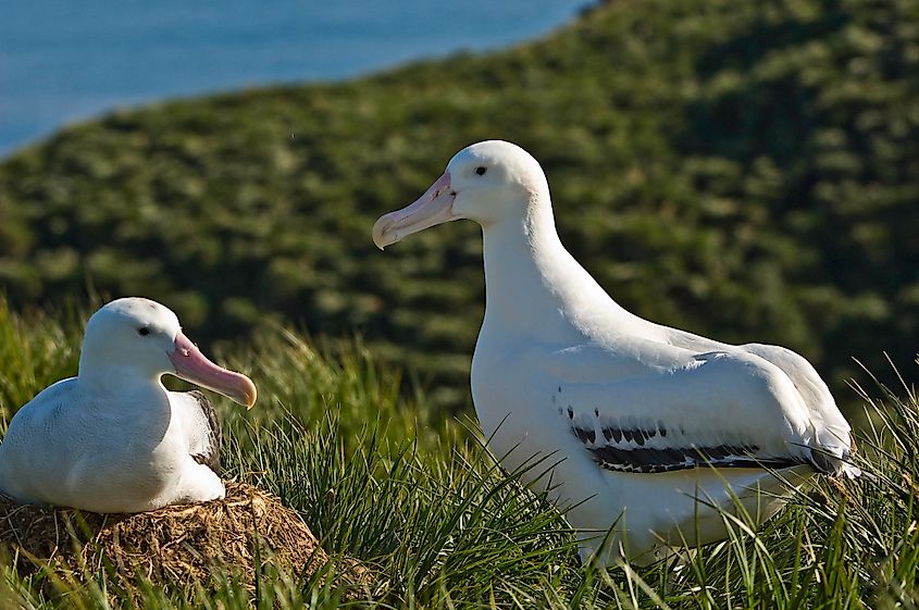 A pair of wandering albatrosses