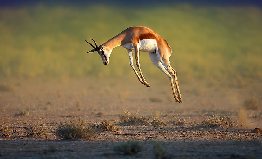 A springbok (Antidorcas marsupialis)