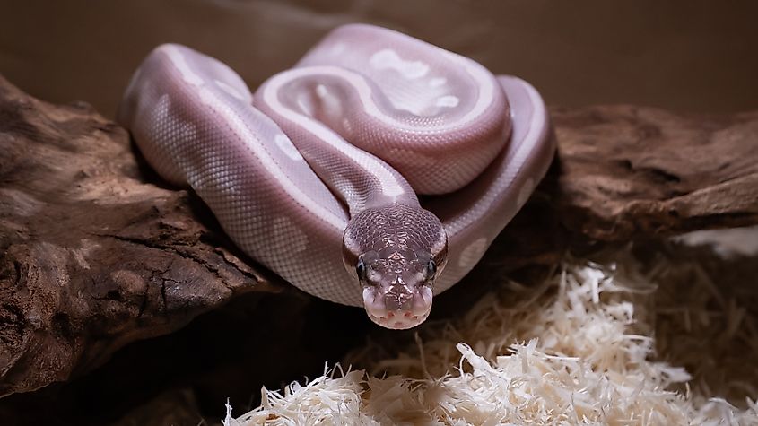 A mystic ball python
