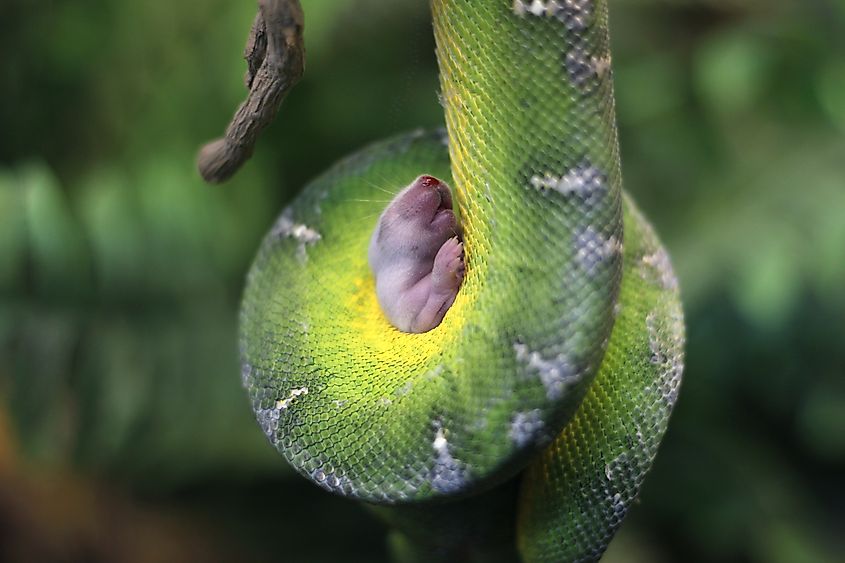 Baby mouse in emerald tree boa snake grip coil close up.