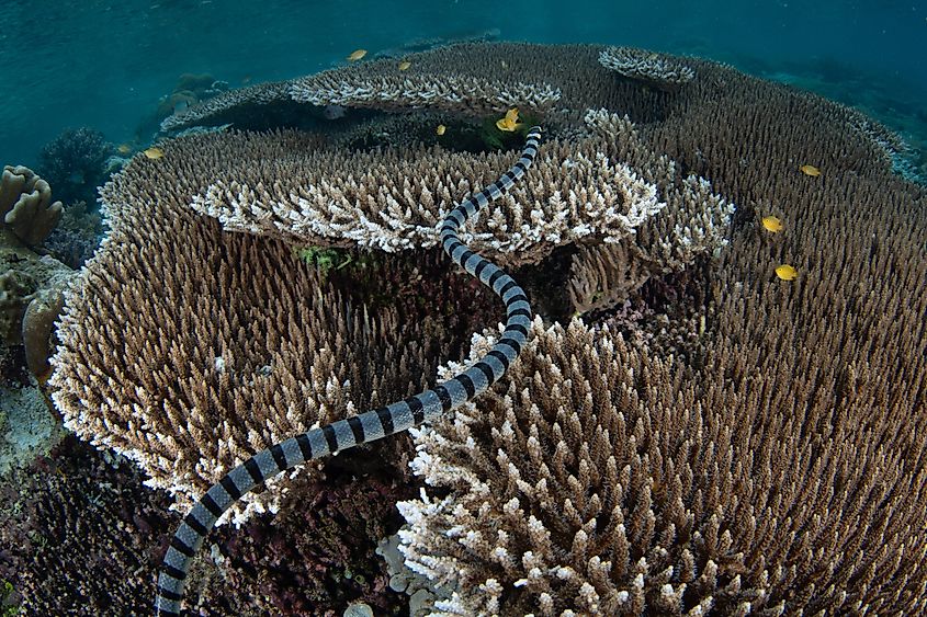 A Banded sea krait hunts for prey on a shallow coral reef in Raja Ampat. This remote, tropical area is known as the heart of the Coral Triangle due to its incredible marine biodiversity. Via Shutterstock / Ethan Daniels.