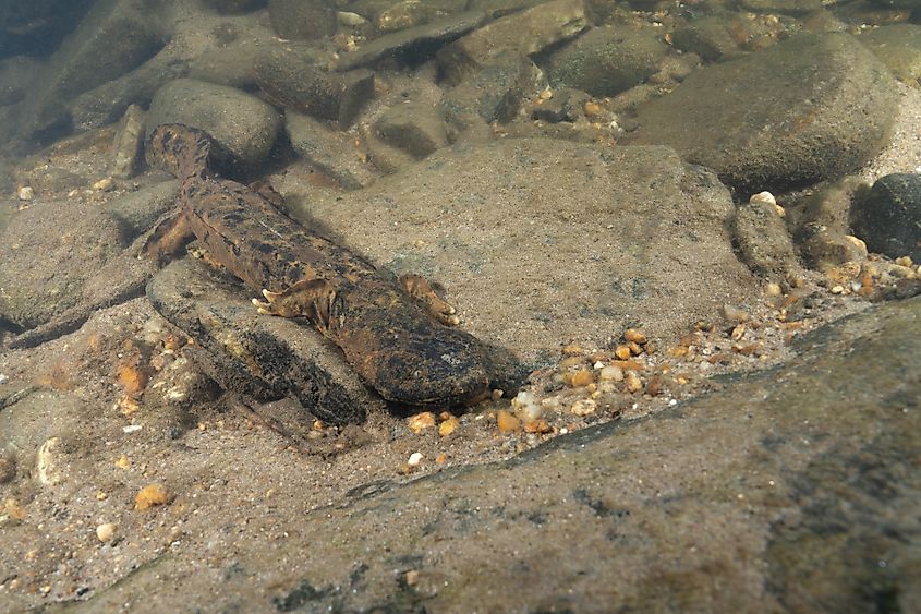 An eastern hellbender (Cryptobranchus alleganiensis alleganiensis)