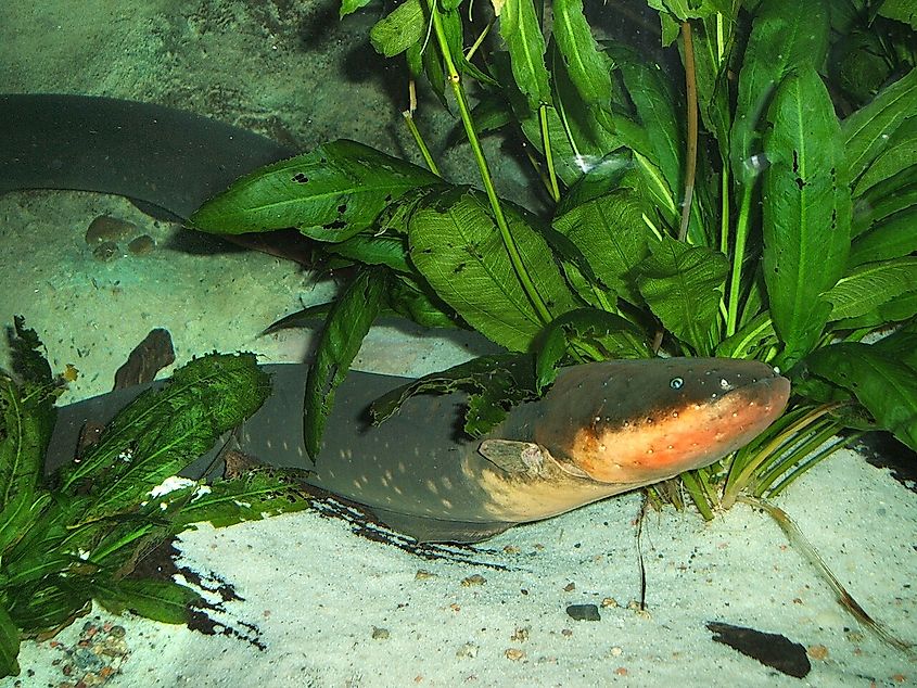 Electric eel (Electrophorus electricus).