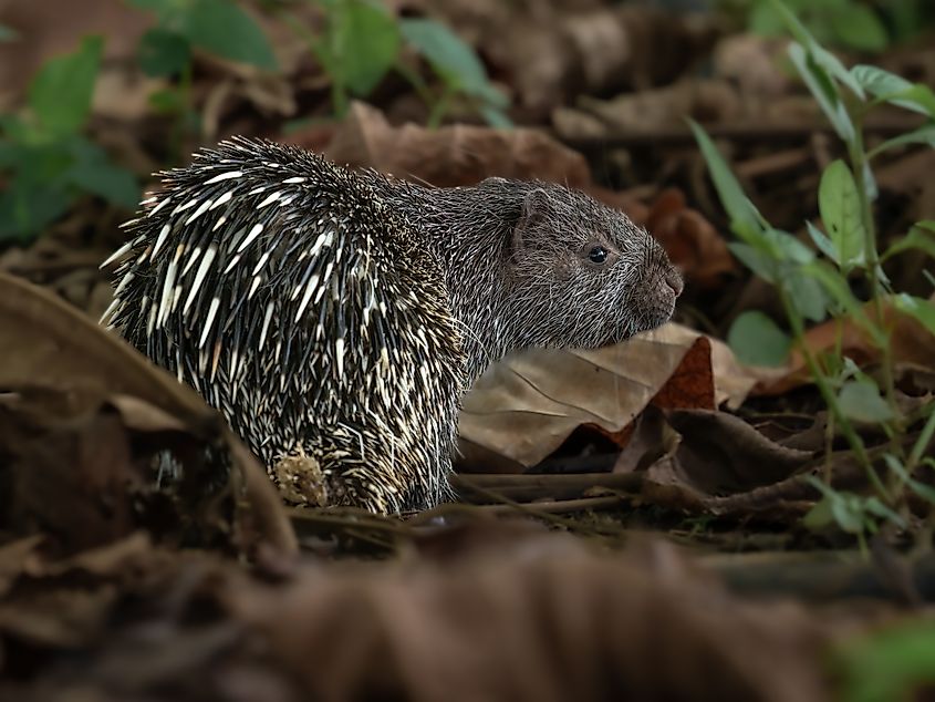 A porcupine