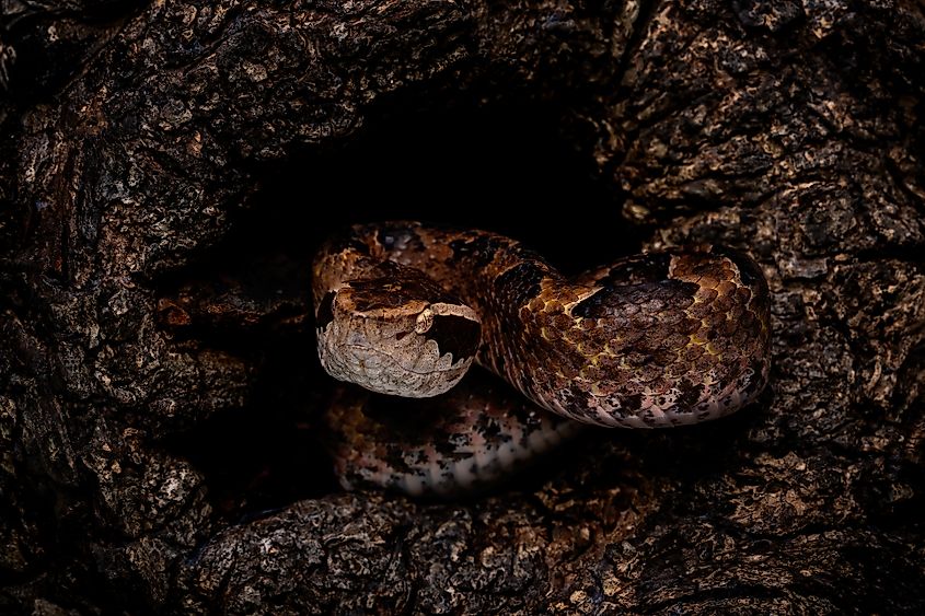 A Malayan pit viper (Calloselasma rhodostoma)