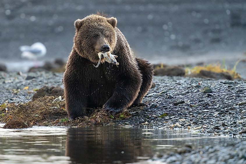A Kodiak bear eating a fish