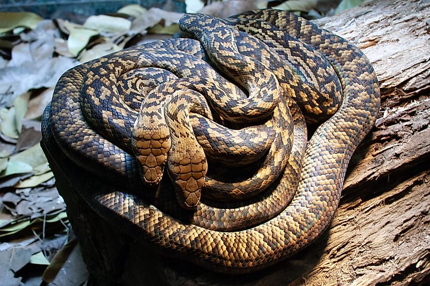 A pair of scrub pythons coiled together