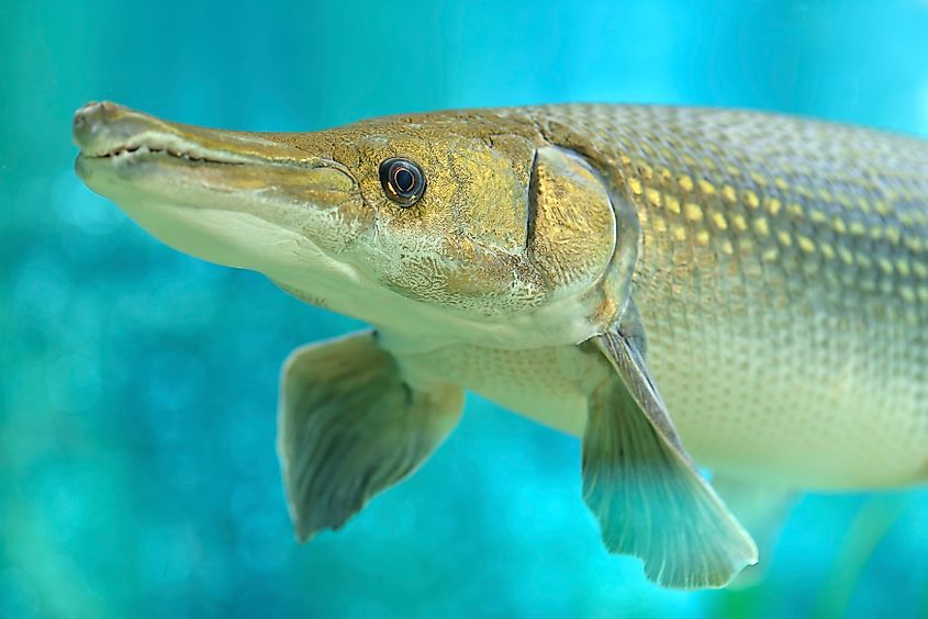 An alligator gar (Atractosteus spatula)