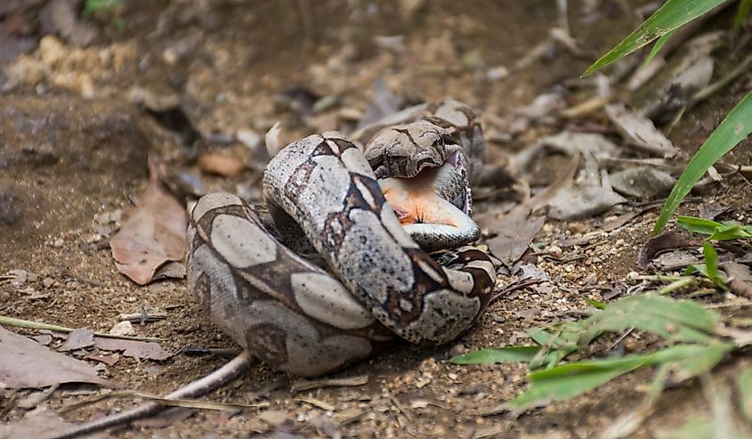 Boa Constrictor snake eating lizard in the Atlantic Rainforest, Tijuca Forest National Park, Rio de Janeiro, Brazil.