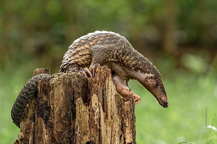 A pangolin on a tree stump