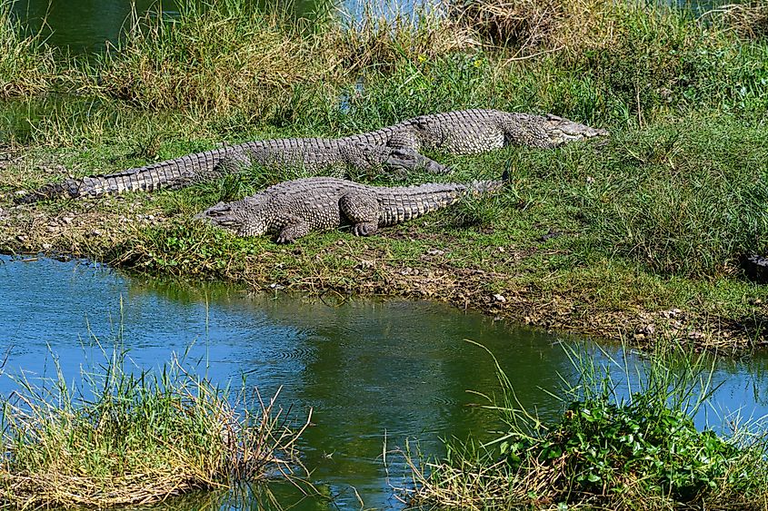 Crocodiles Resting in the Green Blue Water in a Cuban Crocodile Farm. Via Shutterstock / Fotorequest.