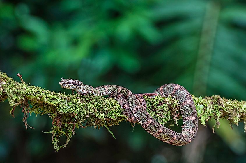 An eyelash viper (Bothriechis schlegelii)