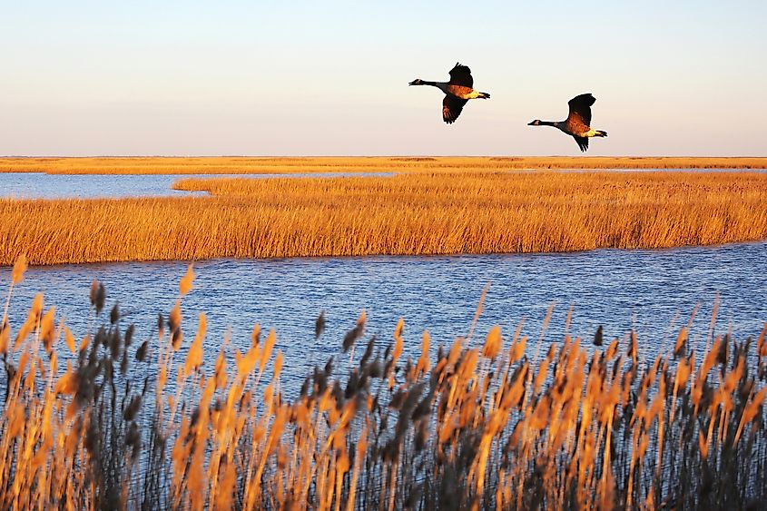 View of the marshlands at Bombay Hook National Wildlife Refuge