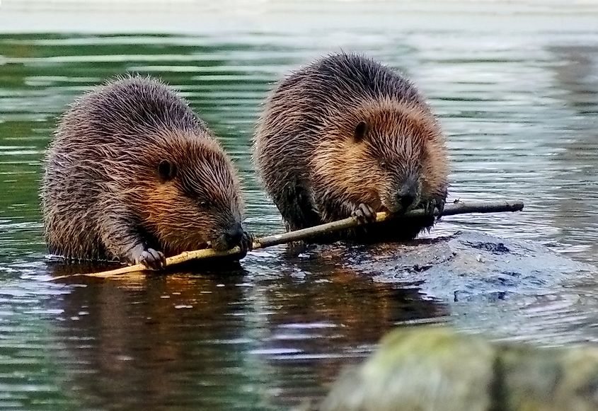 Beaver couple eating the same tree branch.