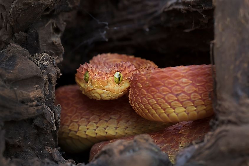 A green bush viper (Atheris squamigera)