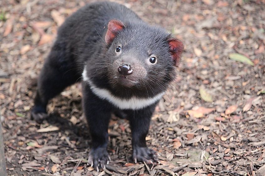 A Tasmanian devil at Cradle Mountain, Tasmania.