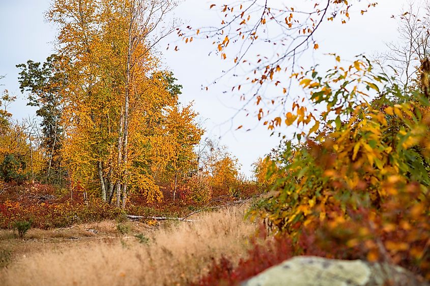A view of the trees during fall in Arcadia Management Area