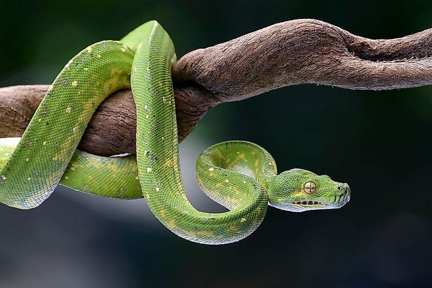 A green tree python (Morelia viridis)