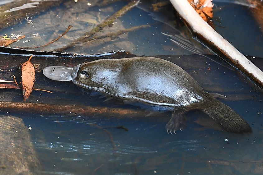 A platypus (Ornithorhynchus anatinus)