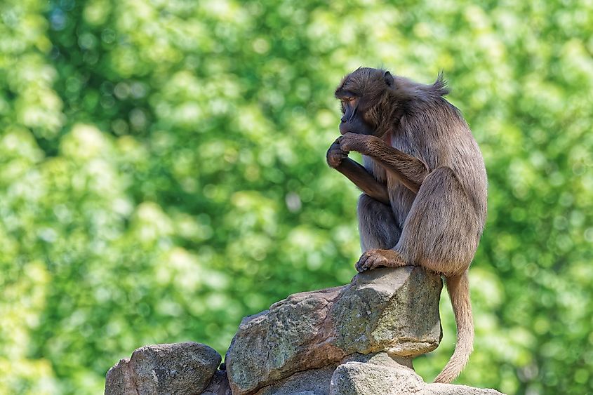 A gelada (Theropithecus gelada)