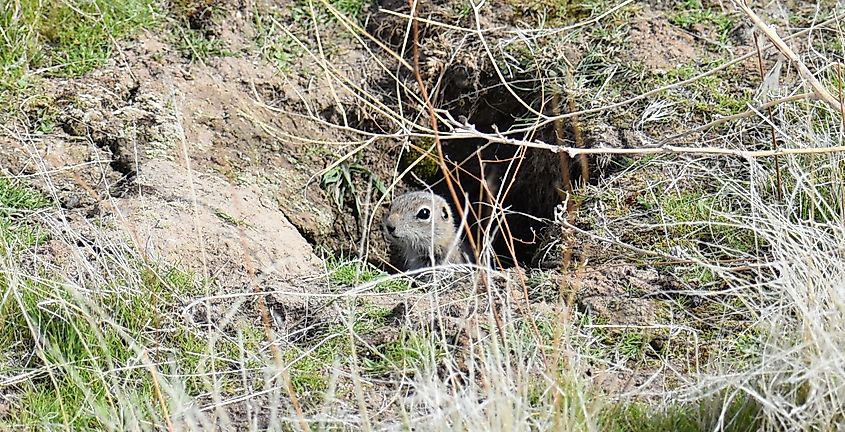A southern Idaho ground squirrel (Urocitellus endemicus)