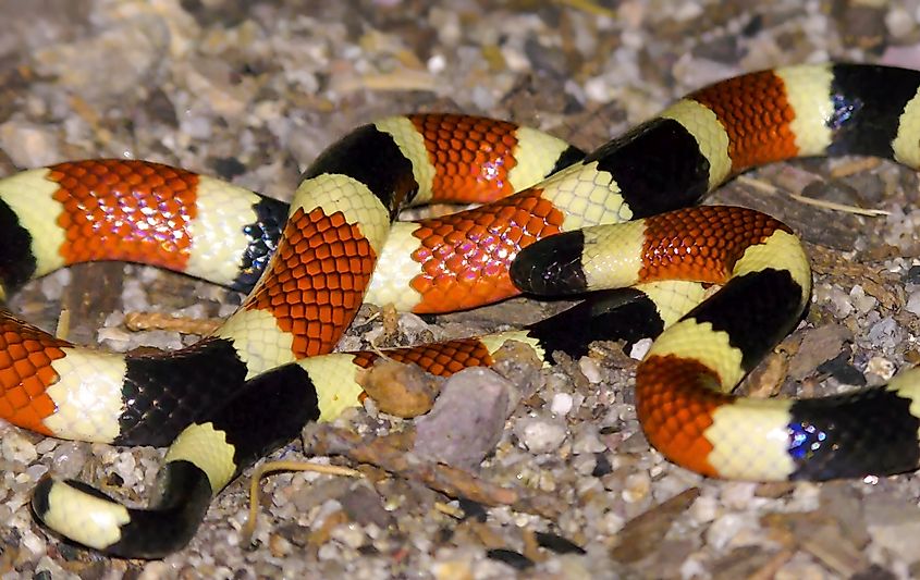 The Arizona coral snake (micruroides euryxanthus).