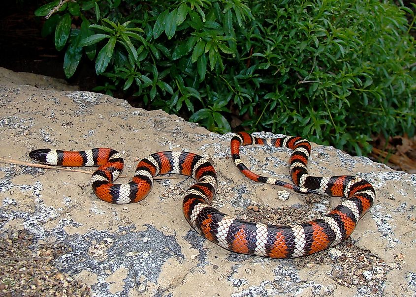 A Sierra mountain kingsnake banded in red, black, and white resting on a granite slab.