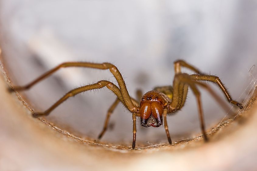 A brown recluse (Loxosceles reclusa)