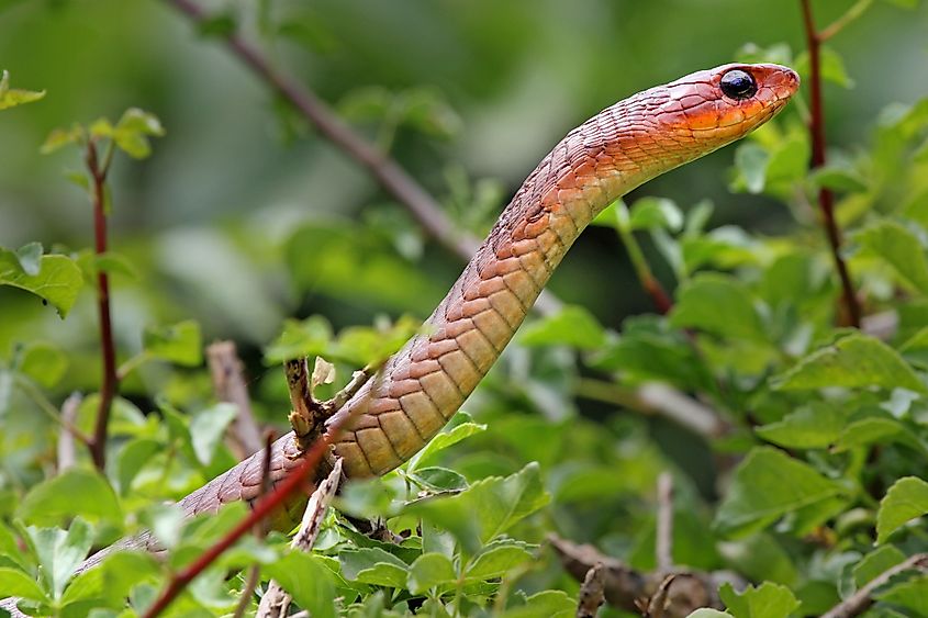 A wild red Boomslang (Dispholidus typus)
