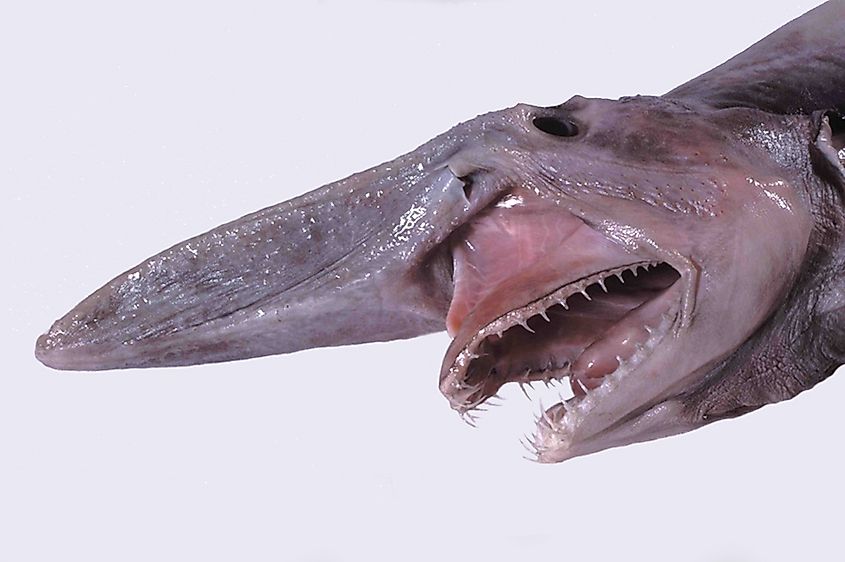 The goblin shark's jaws extend dramatically when feeding. 