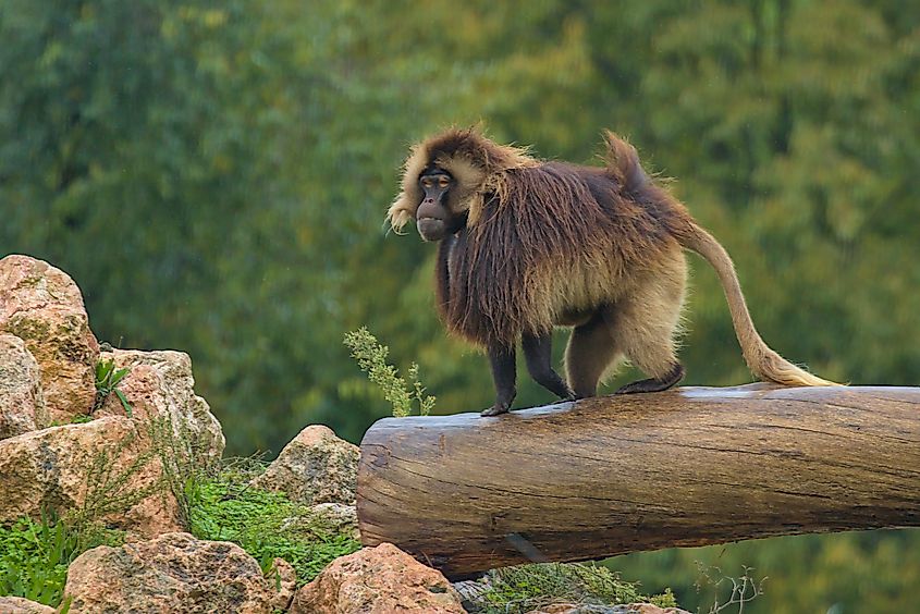 A gelada (Theropithecus gelada)
