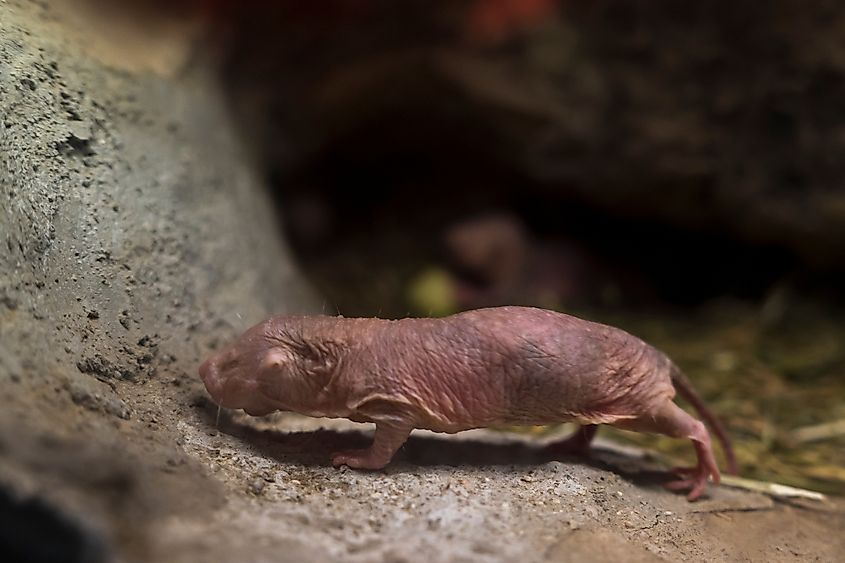 A naked mole-rat (Heterocephalus glaber)