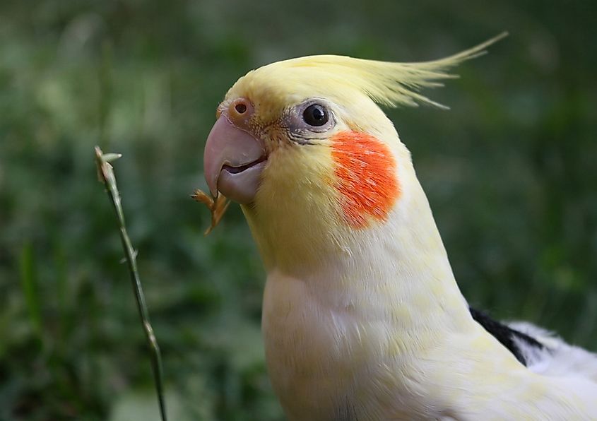 A cockatiel with its crest raised.