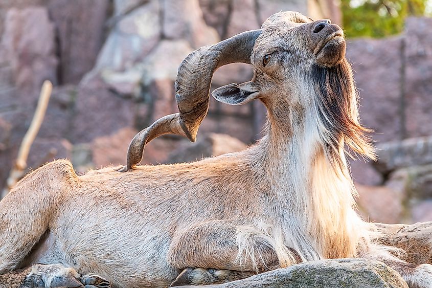 A markhor (Capra falconeri)