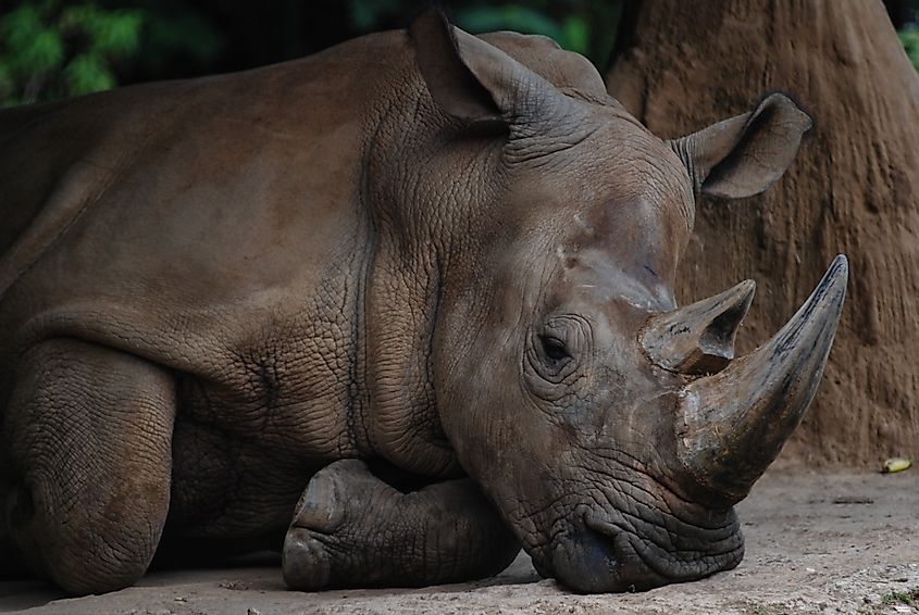 A Sumatran rhino (Dicerorhinus sumatrensis)