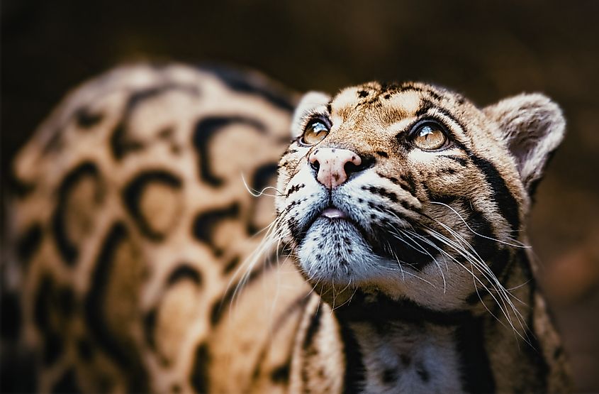 A clouded leopard in a wildlife sanctuary