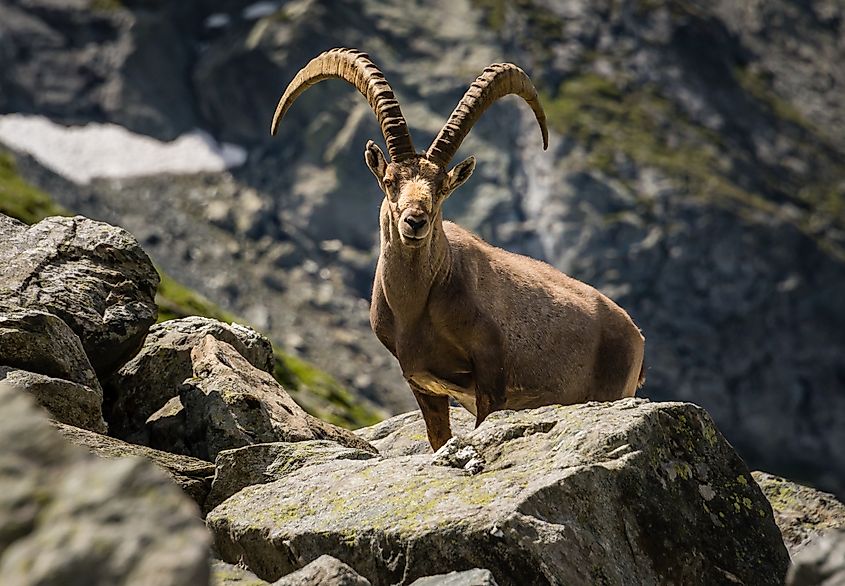 Ibex