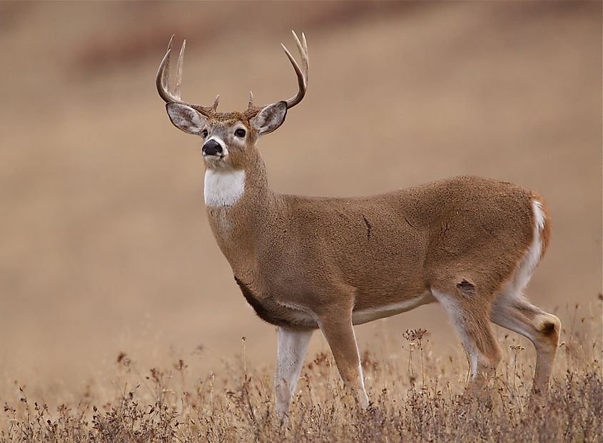 A white-tailed deer (Odocoileus virginianus) buck